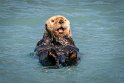 050 Valdez, Prince William Sound, zeeotter